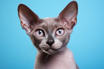 Portrait of a funny javanese cat while standing against solid color backdrop