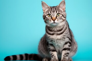 Obraz premium Portrait of a cute american bobtail cat in front of solid color backdrop