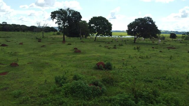 Cattle Grazing on the Brazilian Cerrado in the state of Goias