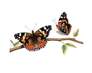 butterfly isolated on white vector