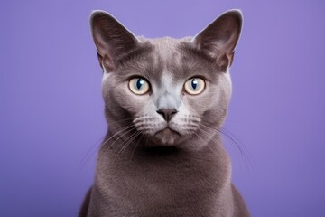 Portrait of a smiling korat cat on solid color backdrop
