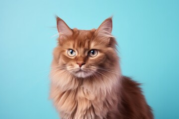 Obraz premium Portrait of a funny somali cat in front of solid pastel color wall