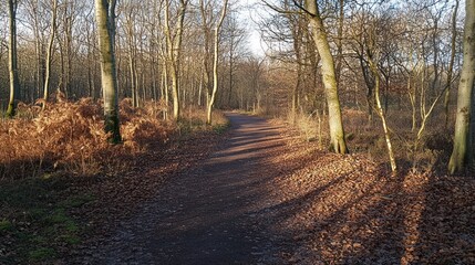 Fototapeta premium Sunlight filters through bare trees onto a path in the middle of a forest landscape
