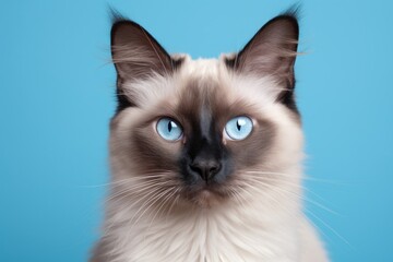 Portrait of a cute balinese cat in solid pastel color wall