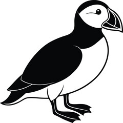 Atlantic Puffin silhouette vector illustration, Atlantic Puffin line art vector, Atlantic Puffin vector design