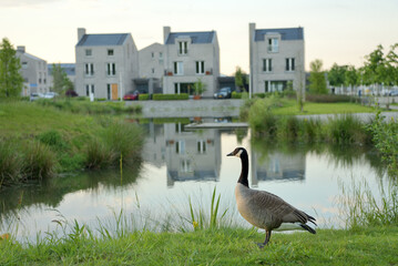 Beautiful goose near the city pond at sunset. 