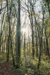 Bois de Versoix à la fin de l'automne , coucher du soleil