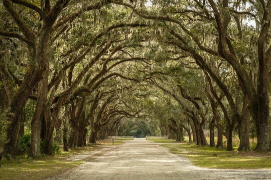 Avenue of oak trees at Wormsloe State Historic Site, Savannah, Georgia