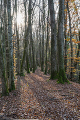 Bois de Versoix à la fin de l'automne 