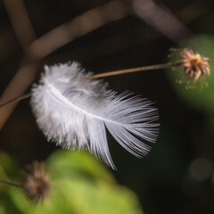 Plume blanche posée sur une brindille 