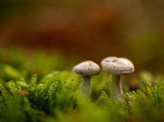 mushrooms in the forest