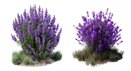 A vibrant purple lavender flowers, bush filled full bloom against on a white or transparent background, Cut out PNG