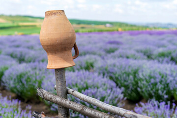 Lavender field on a sunny day