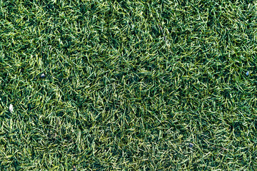 Artificial green lawn, top view