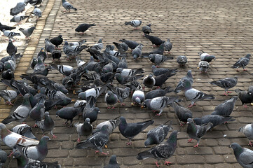 a lot of pigeons on the pavement
