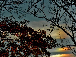Colorful picturesque sky with Parhelion on Cirrostratus clouds and dark branches trees with colorful leaves in autumn evening. Topics: optical phenomenon, air space, weather, meteorology