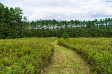 Fototapeta premium A meadow framed by trees and overgrown with grass