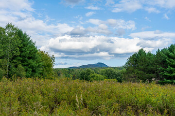 A meadow framed by trees and overgrown with grass