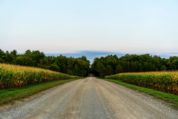 A gravel road between a cornfield.