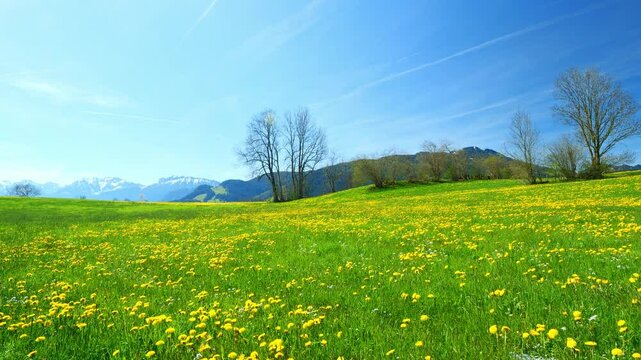 A Scenic View of Green Meadows in Bavaria During Spring, Where Nature Flourishes and Fresh Grass Spreads Across the Rolling Hills Under a Bright Blue Sky