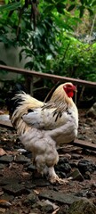 the largest white brahma chicken 