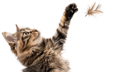 Playful Cat Batting at a Feather Toy Energetically Isolated on transparent background PNG