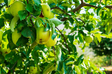 Ripe yellow apples on branches in the orchard