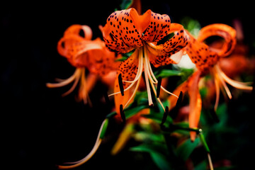 Orange leopard lily in bloom