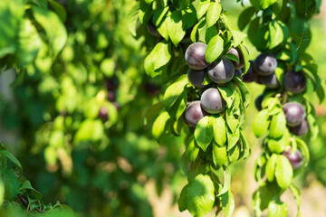 Ripe plums on tree branches