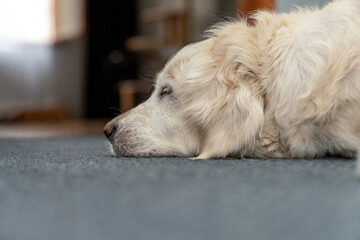 Sick Golden Retriever lying on the floor, peaceful and relaxed indoors, cozy home environment, pet care and lifestyle concept, senior dog resting, heartwarming pet photography, calm and serene moment.