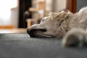 Plakat Sick Golden Retriever lying on the floor, peaceful and relaxed indoors, cozy home environment, pet care and lifestyle concept, senior dog resting, heartwarming pet photography, calm and serene moment.