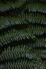 Fern plants of New Zealand spotted in a humid old forest on New Zealand's South Island (New Zealand)