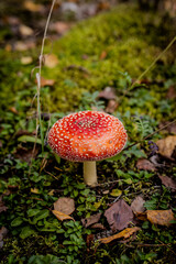Muchomor © J.K.Rock