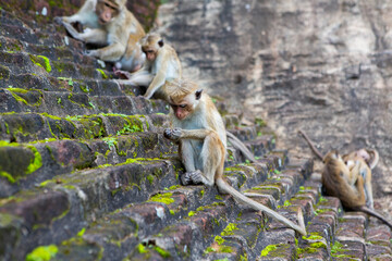 Sigiriya is an ancient rock fortress located in Sri Lanka. Is a UNESCO World Heritage Site and one of Sri Lanka's most iconic landmarks for travelers.