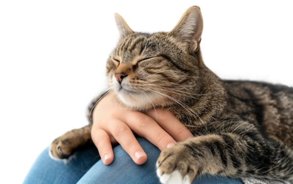 A Content Cat Sitting on Its Owner's Lap Purring Happily Isolated on transparent background PNG