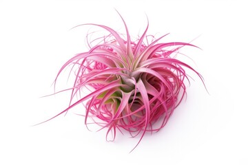 Fototapeta premium Airplant: The Exotic Beauty of a Tillandsia - A Tropical Flora Delight in Lush Green and Red on a White Background