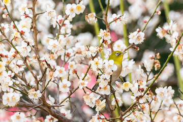 Charming Japanese White-eye Amid Plum Blossoms