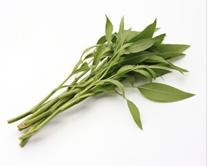 Obraz premium Andrographis: Fresh and Dried Plant for Alternative Medicine and Antibiotic on White Background. Ideal for Herbal and Aromatherapy Uses