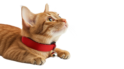 Curious orange cat looking up with interest.