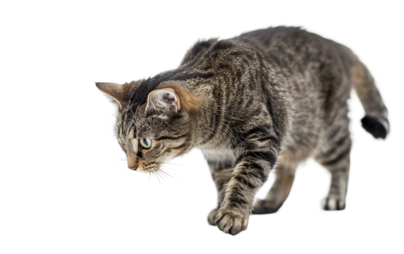 A Curious Cat Exploring a New Environment and Sniffing Around Isolated on transparent background PNG