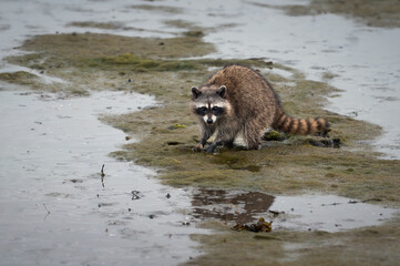 Fototapeta premium A portrait of Raccoon foraging for food in a swamp on the shore of pacific west coast at Ucluelet, British Columbia, Canada. True Canadian wildlife. 