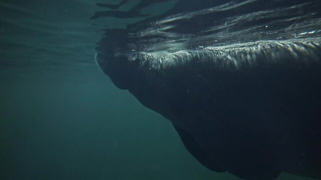 Beautiful aquatic animals. Snorkeling with manatees. Animals in Singapore oceanarium. Manatee family swimming in green water in natural habitat. Underwater marine wildlife.Diving tourism. Marine cow