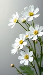 Fototapeta premium Delicate gypsophila blooms, tiny white petals, soft texture , bloom, innocence