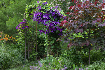 Obraz premium Royal Purple jackmanii in full bloom entwining with Dutch Pipe vine on an antique arbor. A spring blooming forest pansy eastern redbud with beautiful maroon leaves offers contrast and shade. 