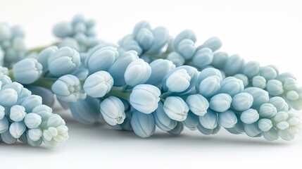 Stunning Light Blue Muscari Flowers Close Up