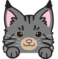 Simple and adorable Maine Coon Cat front face with paws
