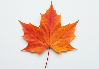 Fototapeta premium A single autumn maple leaf with vibrant red and orange hues isolated on white background
