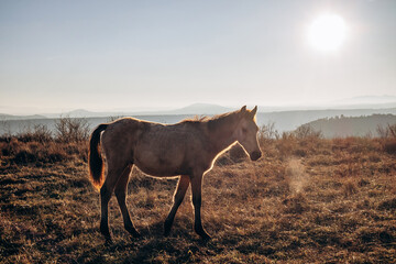Horses on Plateau de Gergovie near Clermont-Ferrand at winter sunset