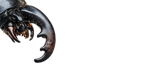 Close-up of beetle mandibles isolated on transparent background