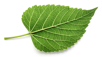 green leaf isolated on white